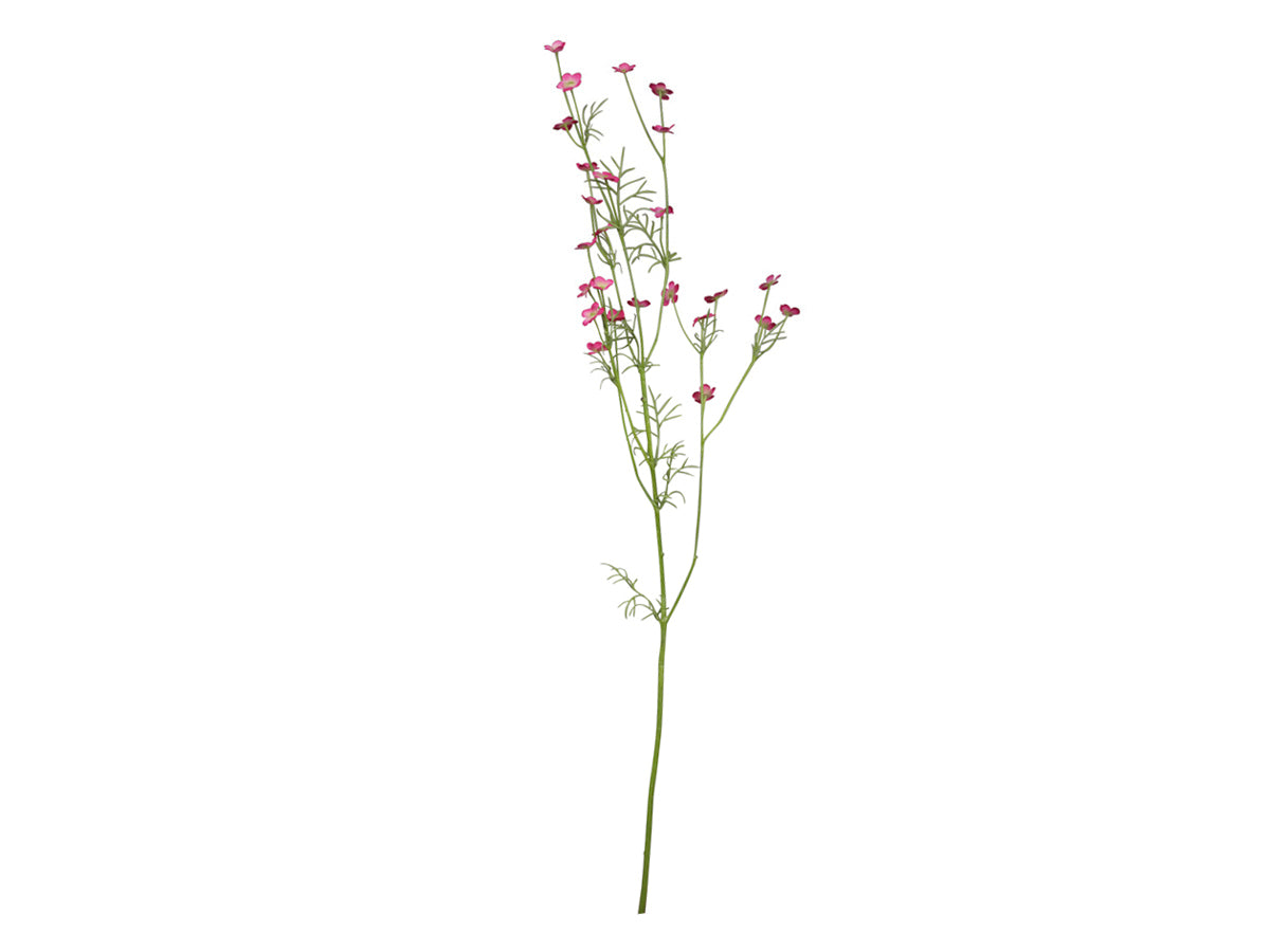 Fleur sauvage