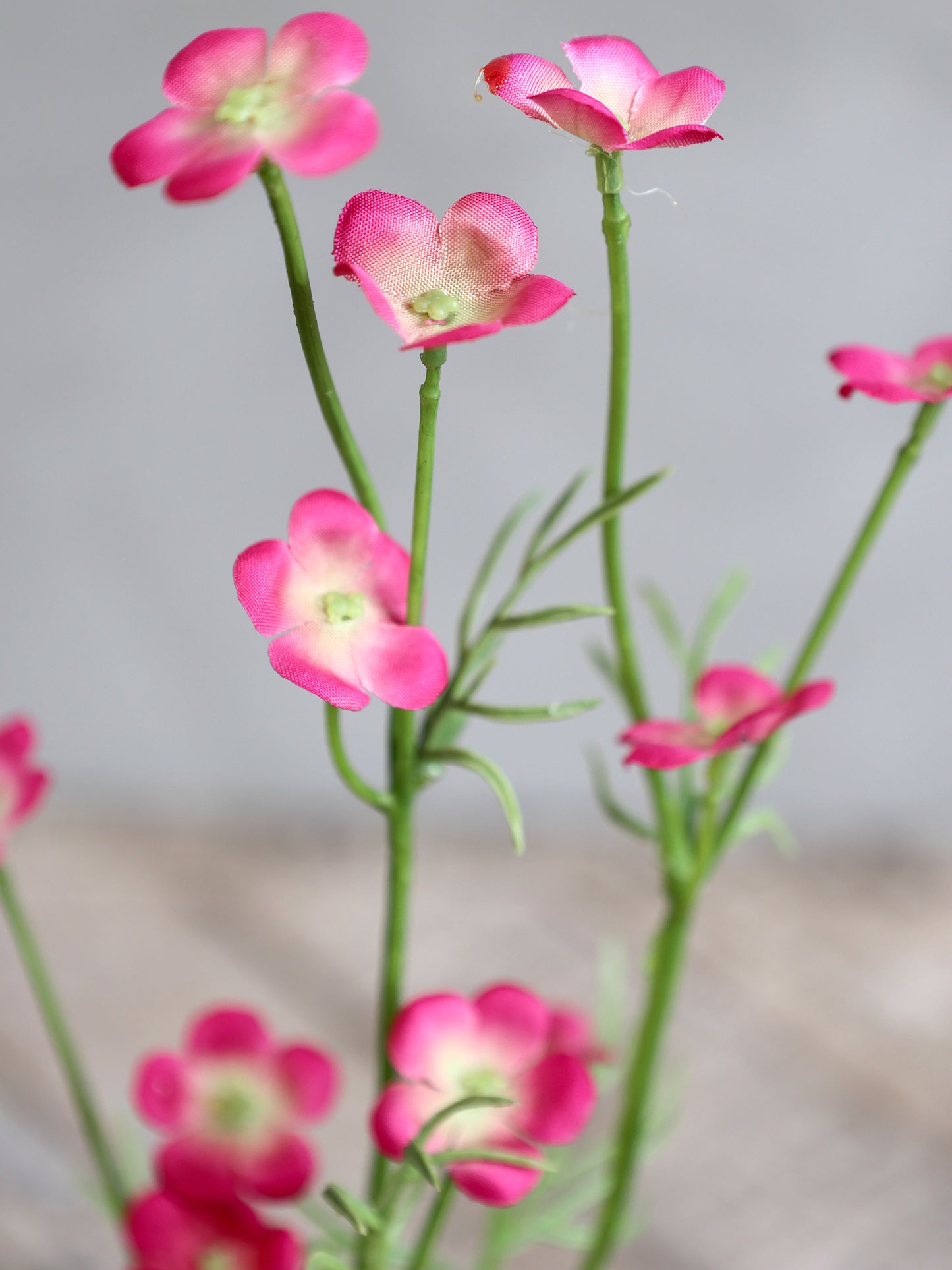 Fleur sauvage