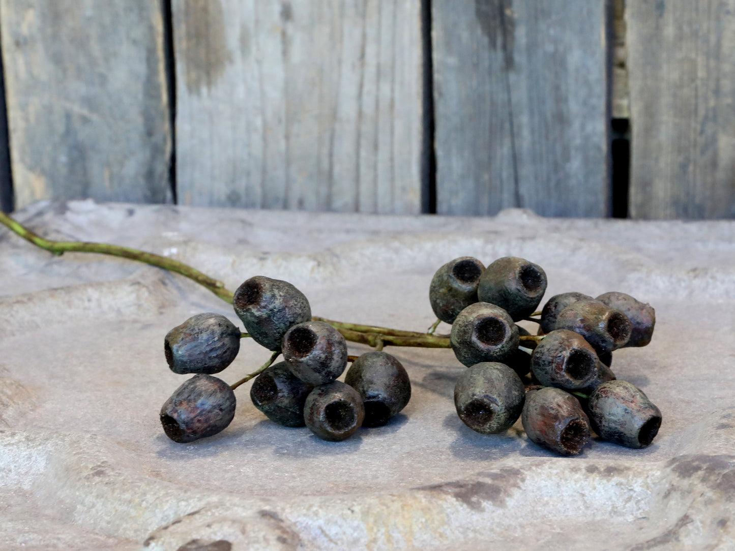 Fleur Branche à capsules de graines