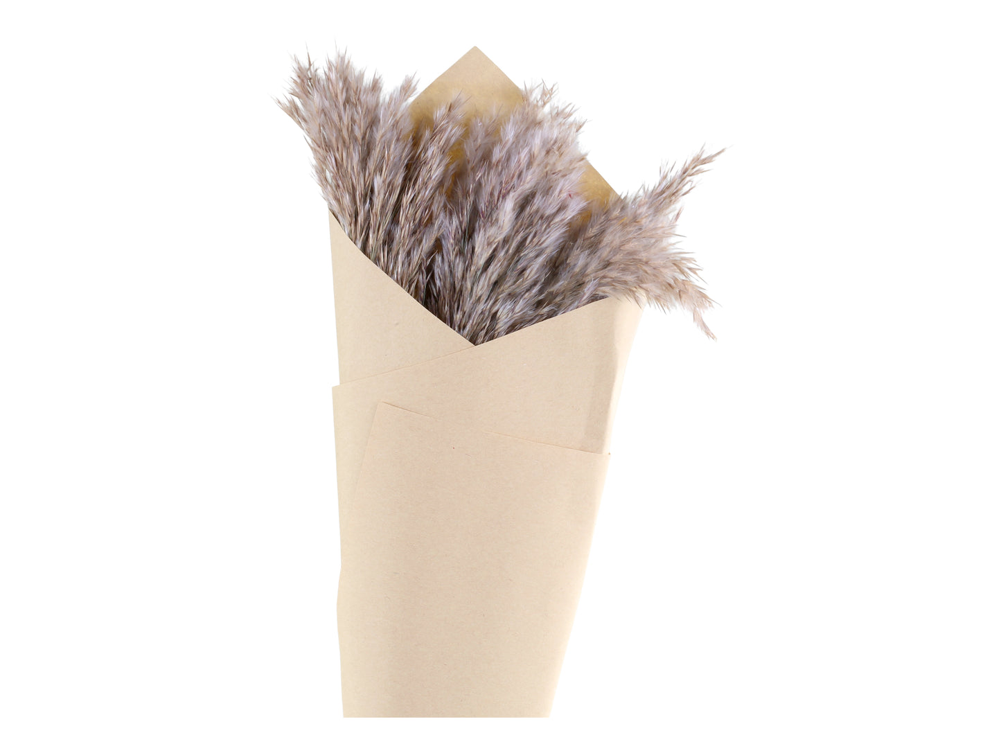 Fleur d'herbe de pampa séchée brun