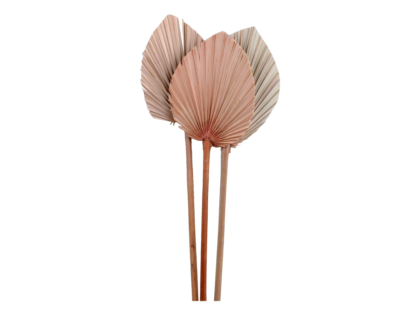 Feuilles de palmier séchées