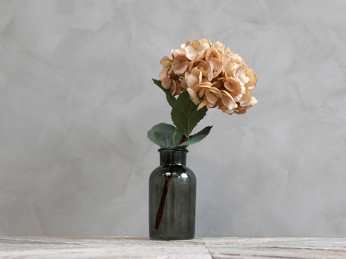 Fleur d'Hortensia avec feuilles beige