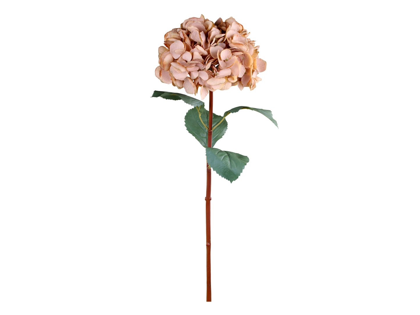 Fleur d'Hortensia avec feuilles beige