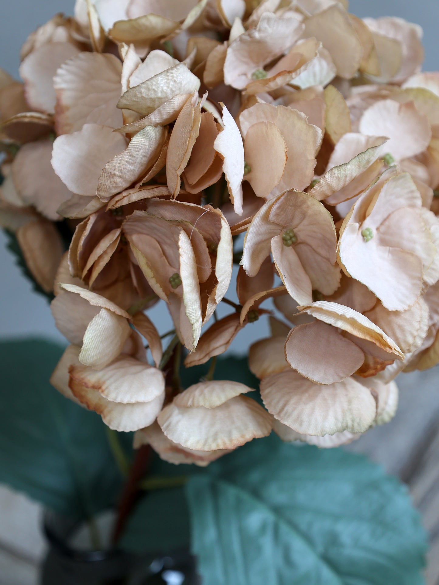 Fleur d'Hortensia avec feuilles beige