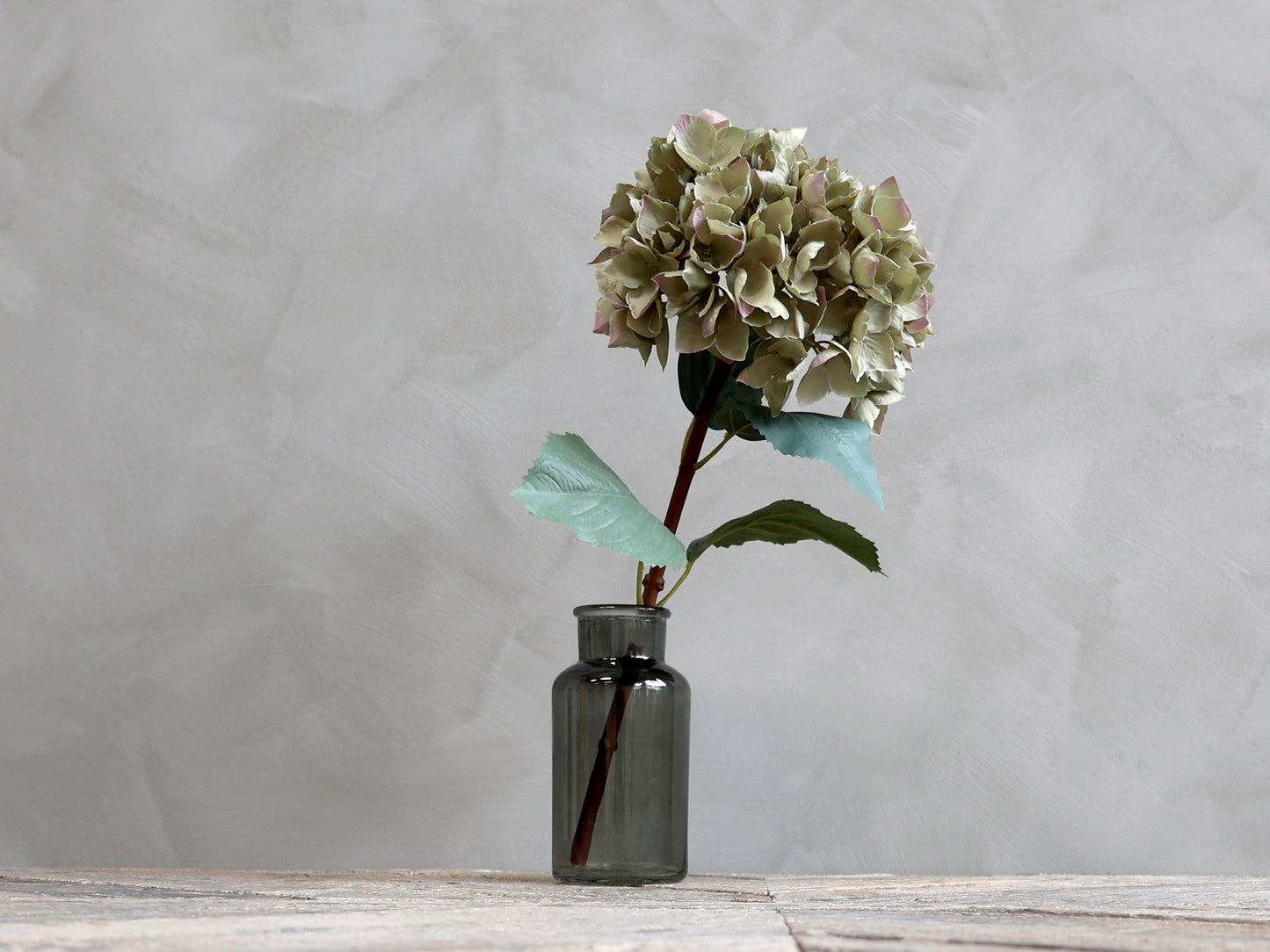 Fleur d'Hortensia avec feuilles