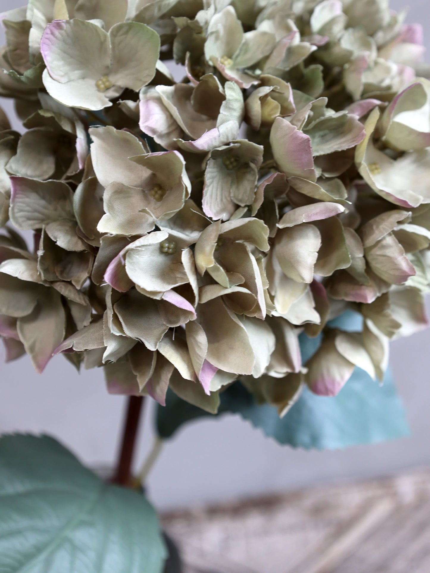 Fleur d'Hortensia avec feuilles