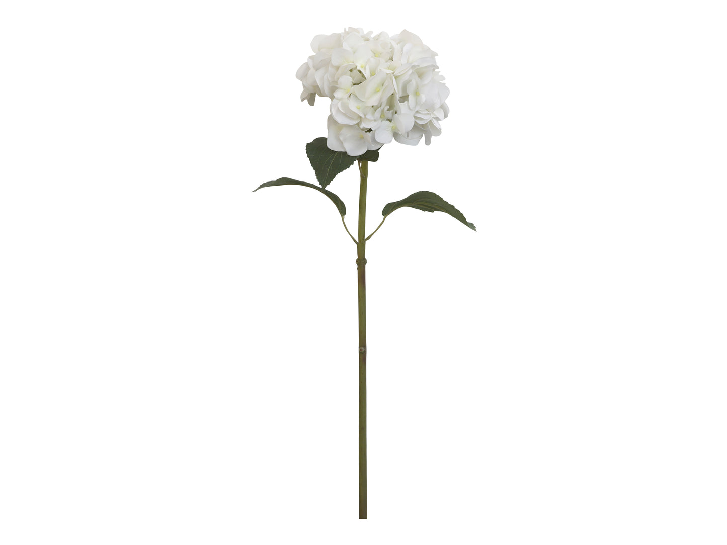 Grande Fleur d' Hortensia avec feuilles