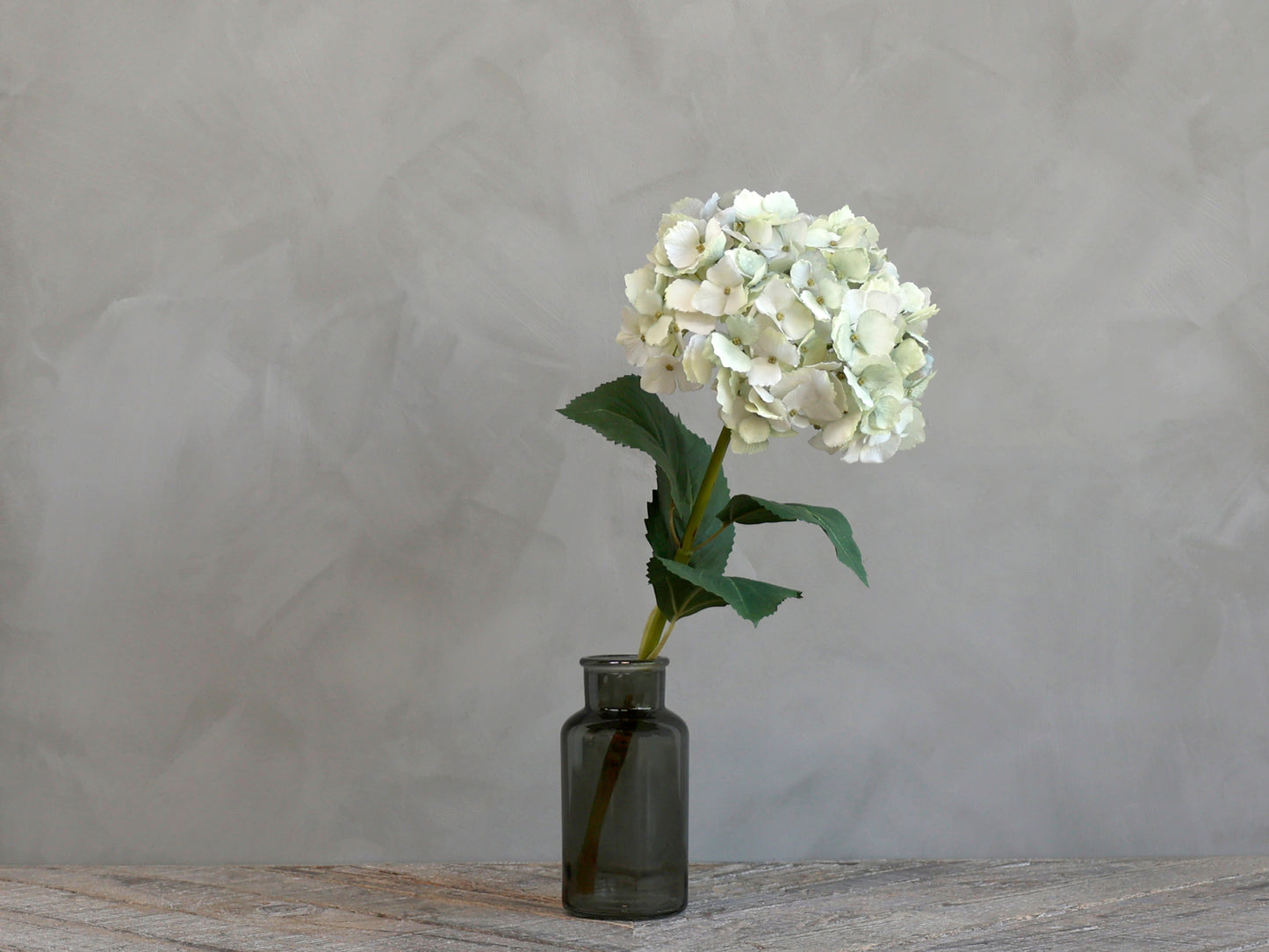 Fleur d' Hortensia avec feuilles