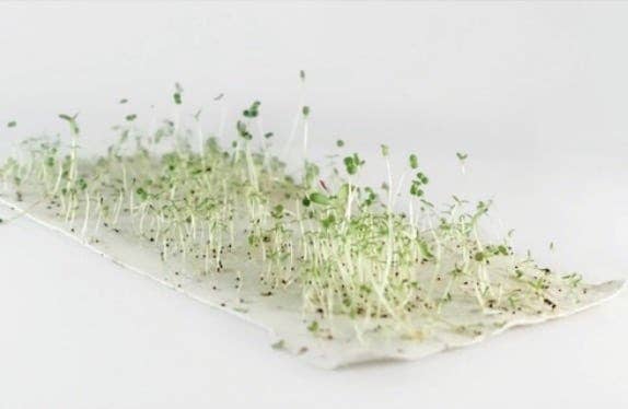Carte à planter - Je te souhaite une nouvelle année