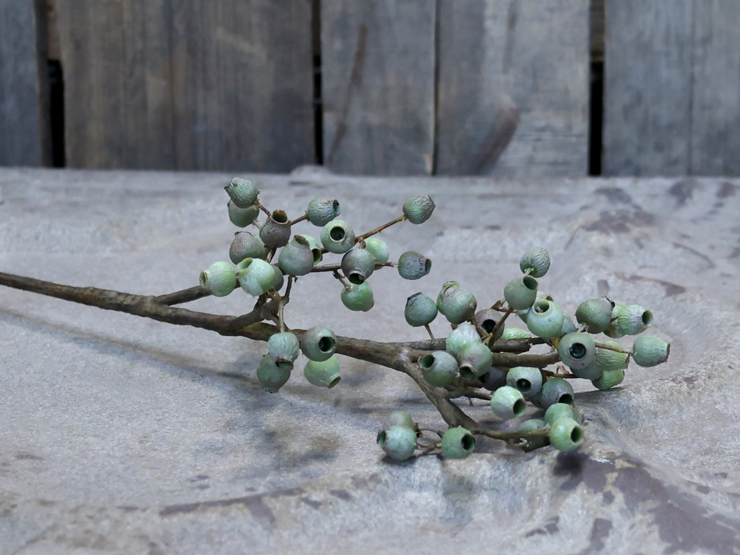 Fleur Branche à capsules de graines