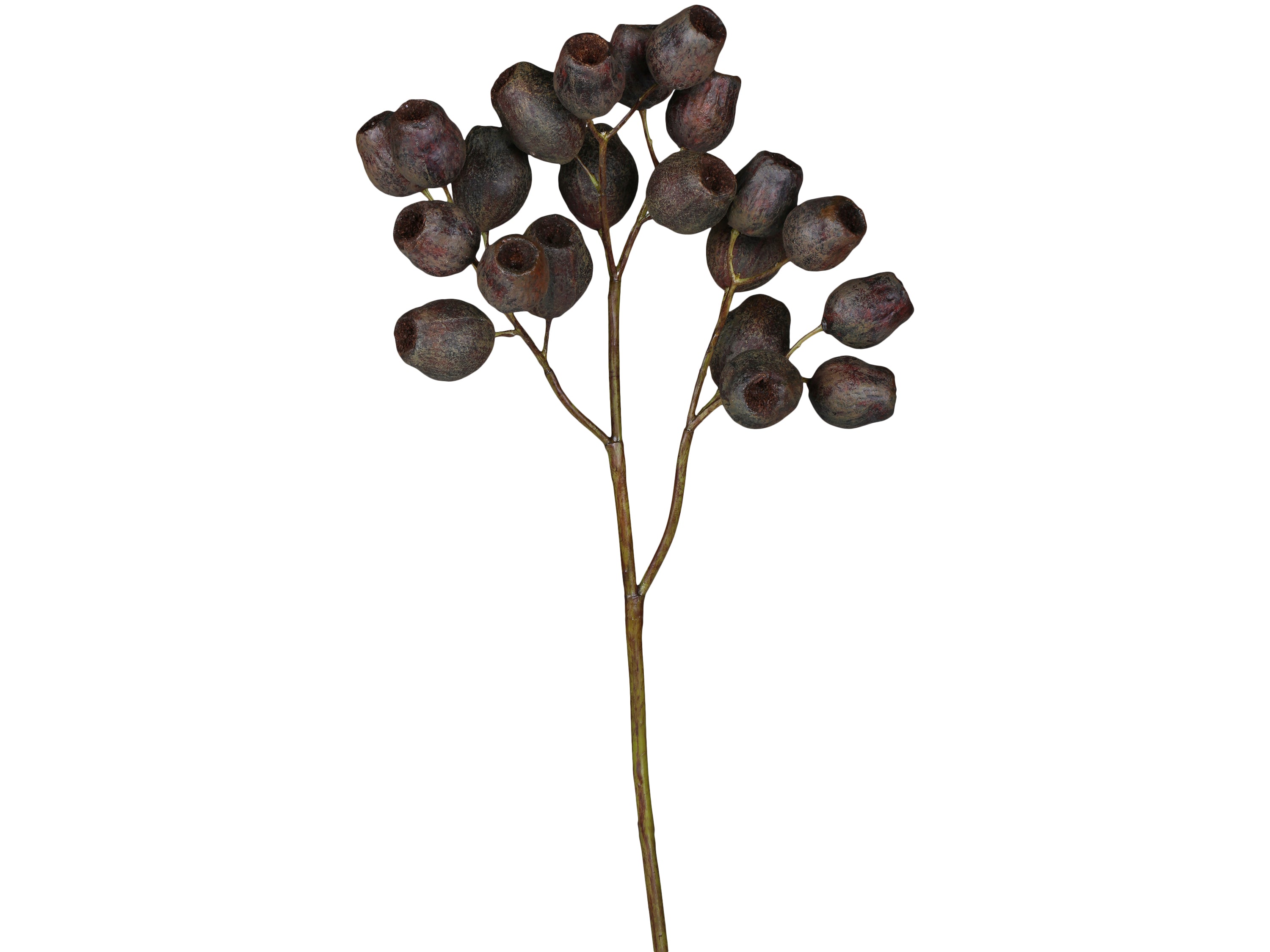 Fleur Branche à capsules de graines