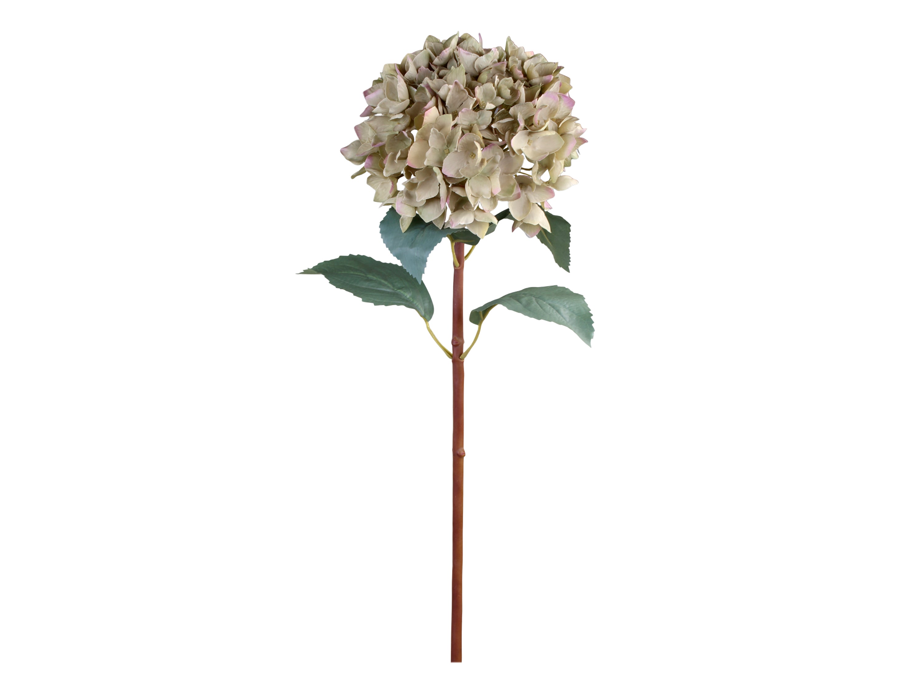 Fleur d'Hortensia avec feuilles verte
