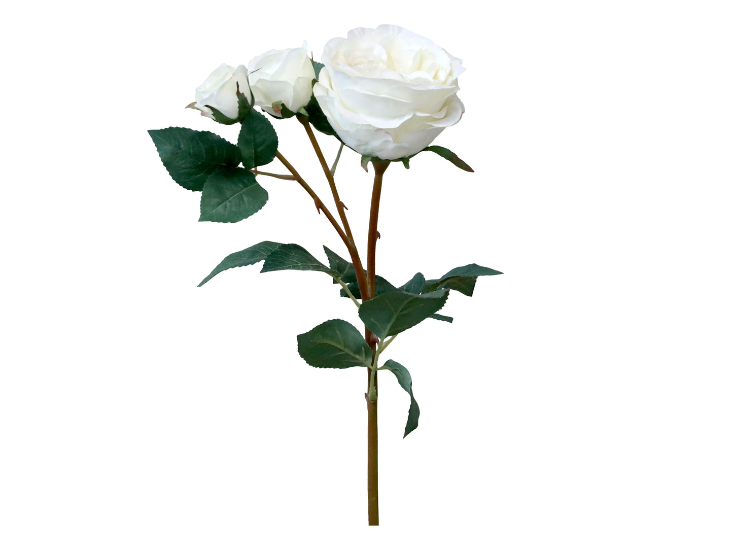 Fleur rose blanc