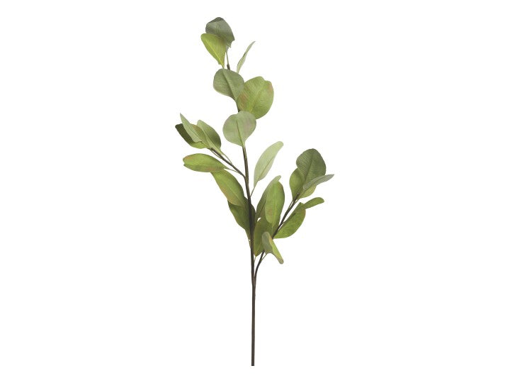 Fleur Eucalyptus Branche