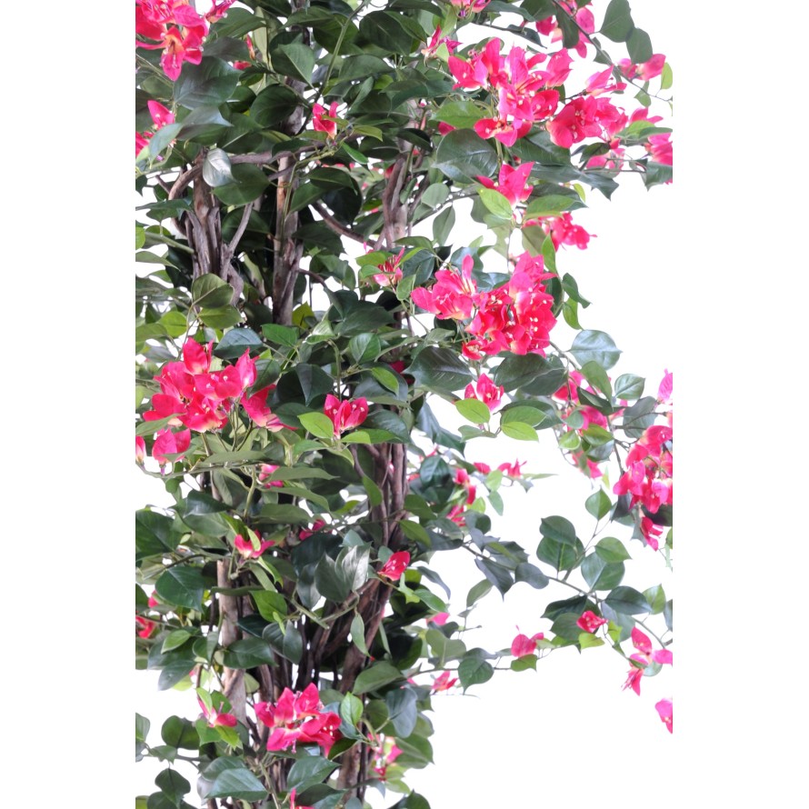 BOUGAINVILIER arbre