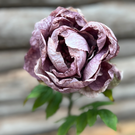 Pivoine simple violette